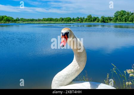 Ritratto di cigno bianco con becco arancione. La testa di Swan è elegantemente curva. Guardare la telecamera Foto Stock