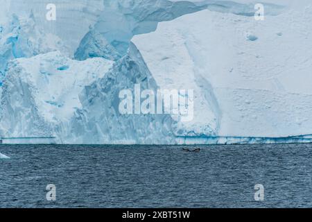 Dettaglio dei massicci iceberg e ghiacciai della Penisola Antartica. Immagine scattata vicino al passaggio Graham. Una megattera, Megaptera novaeangliae, si sta tuffando in primo piano. Foto Stock