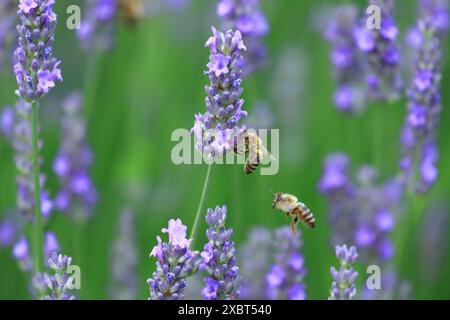 Impollinazione dell'ape su fiore di lavanda Foto Stock