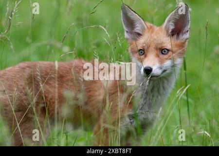 In un giardino a Clapham, a sud di Londra, nel Regno Unito, un cucciolo di volpe guarda attraverso l'erba lunga. Il cucciolo ha circa 10 settimane. Anna Watson/Alamy Foto Stock