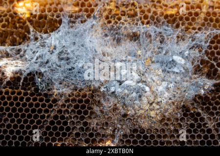 Primo piano di un telaio a nido d'ape in un alveare danneggiato da un'infestazione di falena di cera Foto Stock