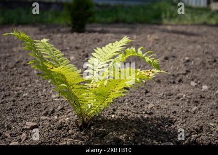 Giovane felce verde che cresce nel terreno del giardino in primavera Foto Stock