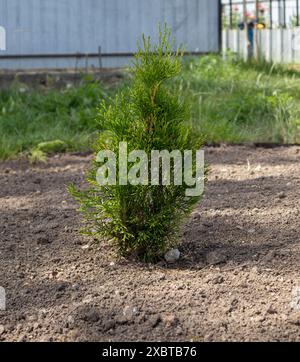 Giovane albero thuja occidentale che cresce nel letto del giardino Foto Stock