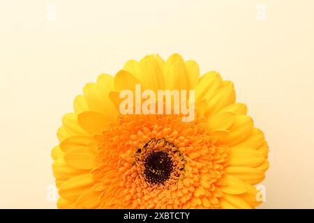 Splendido fiore giallo di gerbera su sfondo beige, vista dall'alto Foto Stock