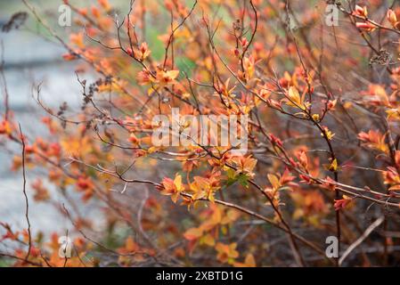 Meadowsweet spirea giapponese con foglie d'arancia Foto Stock