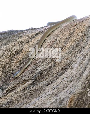 Un grande Black Mamba scorre sopra l'affioramento di granito dove vive un grande gruppo di Bush Hyrax. Hanno giovani in aprile, quando il serpente è più attivo. Foto Stock