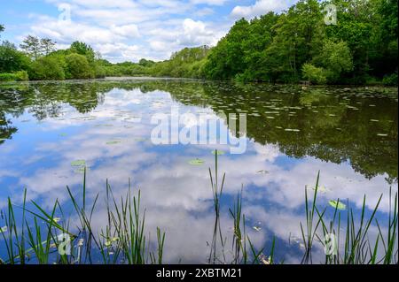 Nuvole riflesse sulla superficie di Mill Pond, un piccolo lago circondato da boschi lussureggianti e arbusti vicino al villaggio di Bolney nel West Sussex, Inghilterra. Foto Stock