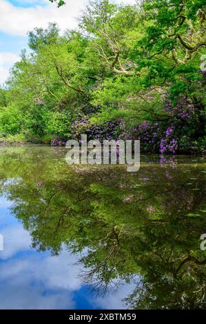 Rhododendron è una pianta invasiva non autoctona che si vede qui nel bosco ai margini del Mill Pond a sud del villaggio di Bolney nel West Sussex, Inghilterra. Foto Stock