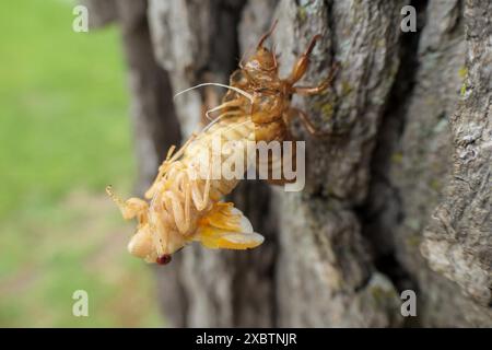 Covata XIII cicada periodica che emerge dalla pelle ninfa. Maggio 2024 Foto Stock