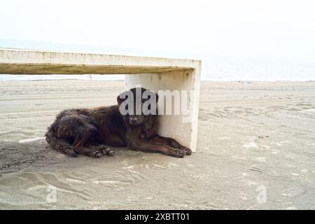 Cane senzatetto nero steso sotto la sedia vicino alla spiaggia magnetica di Ureki City, Georgia Country giugno 2024 ora estiva Foto Stock