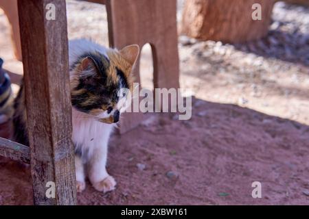 piccolo gattino nascosto sotto un tavolo di legno su un pavimento di terra sporca che guarda in basso al suolo Foto Stock