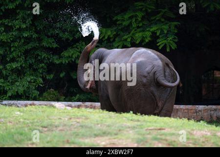 Nature's Grace: Un elefante crea una perfetta forma a spirale d'acqua mentre si gode una rinfrescante doccia a tronco Foto Stock