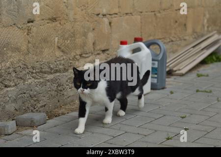 il gatto bianco e nero cammina lungo il muro della casa Foto Stock