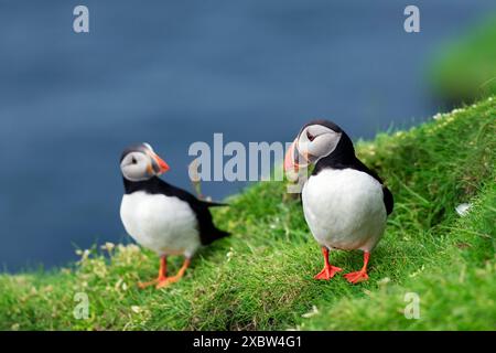 Un paio di pulcinelle di mare - gli uccelli faroesi più famosi sulla costa erbosa dell'isola di Mykines nell'oceano Atlantico. Isole Faroe, Danimarca. Fotografia di animali Foto Stock
