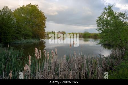 Immagine panoramica della riserva naturale dei prati di Thuerer vicino a Mendig durante l'alba, Eifel, Renania-Palatinato, Germania Foto Stock