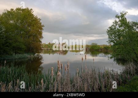 Immagine panoramica della riserva naturale dei prati di Thuerer vicino a Mendig durante l'alba, Eifel, Renania-Palatinato, Germania Foto Stock