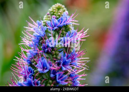 Echium candicans noto come «orgoglio di Madera» Foto Stock