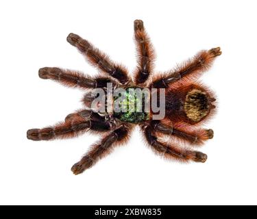 Colorata Caribena Versicolor, nota anche come tarantula delle Antille. Vista dall'alto, isolata su sfondo bianco. Foto Stock