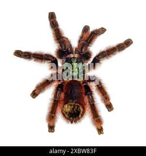 Colorata Caribena Versicolor, nota anche come tarantula delle Antille. Vista dall'alto, isolata su sfondo bianco. Foto Stock