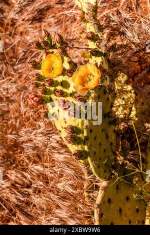 Fiori gialli comuni ma non meno belli di Encelia farinosa, brittlebush, che si illuminano sul lussureggiante deserto di Sonora al sole primaverile dell'Arizona (USA) Foto Stock