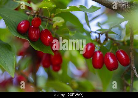 bacca di dogwood su un albero primo piano, bacche salutari e frutta concetto Foto Stock