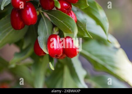 bacca di dogwood su un albero primo piano, bacche salutari e frutta concetto Foto Stock