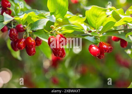 bacca di dogwood su un albero primo piano, bacche salutari e frutta concetto Foto Stock