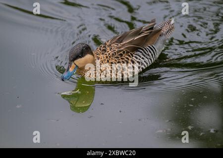 Silver Teal (Anas versicolor) su uno stagno Foto Stock