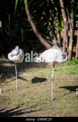 Due fenicotteri in piedi su una gamba al Zoológico de Córdoba, España. Ambiente tranquillo e sereno. Foto Stock