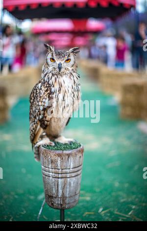 Primo piano di un maestoso gufo di aquila eurasiatica (bubo bubo) arroccato su uno stand di legno in occasione di un evento all'aperto. Catturati in dettaglio con uno sfondo sfocato. Foto Stock