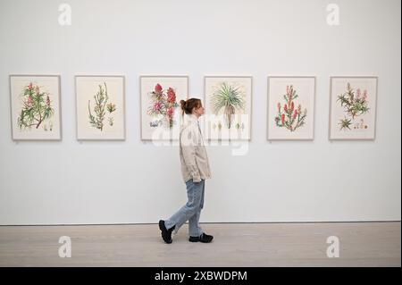 Fotografia e arte di livello mondiale sono riunite in un unico favoloso RHS Show presso la Saatchi Gallery. Dal 14 giugno al 7 luglio 2024, saranno esposte splendide opere d'arte botanica e fotografie con una ricca varietà di soggetti, dai fiori medicinali da dessert alle banane ornamentali, dalle immagini di muffe di melma forestali alle piante urbane. Presenterà il lavoro di 23 artisti leader a livello mondiale e 18 fotografi ... Foto Stock