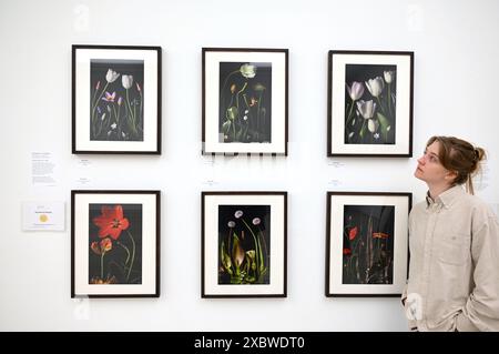 Fotografia e arte di livello mondiale sono riunite in un unico favoloso RHS Show presso la Saatchi Gallery. Dal 14 giugno al 7 luglio 2024, saranno esposte splendide opere d'arte botanica e fotografie con una ricca varietà di soggetti, dai fiori medicinali da dessert alle banane ornamentali, dalle immagini di muffe di melma forestali alle piante urbane. Presenterà il lavoro di 23 artisti leader a livello mondiale e 18 fotografi ... Foto Stock