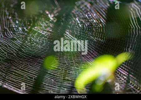 Primo piano di intricate ragnatele scintillanti alla luce del sole. I delicati fili di seta creano splendidi motivi naturali su uno sfondo verde sfocato. Wu Foto Stock