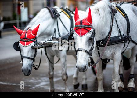 Cavalli da carro turistico White Lipizzaner, addestrati alla Scuola di equitazione spagnola di Vienna, capitale dell'Austria, il 2 maggio 2023 Foto Stock