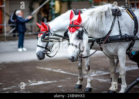 Cavalli da carro turistico White Lipizzaner, addestrati alla Scuola di equitazione spagnola di Vienna, capitale dell'Austria, il 2 maggio 2023 Foto Stock