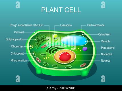 Struttura cellulare impianto. Anatomia di una cellula a foglie di albero. Sezione trasversale di una cella vegetale. Illustrazione vettoriale piatto isometrico Illustrazione Vettoriale