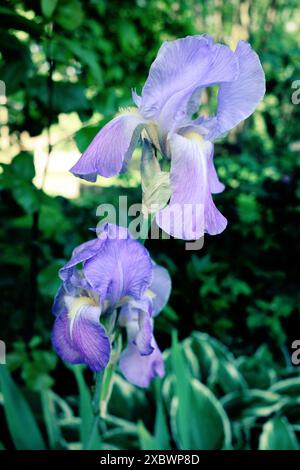 Iris x germanica azzurra su uno sfondo verde scuro di foglie di alberi e altre piante da giardino Foto Stock