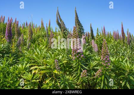 I vivaci fiori viola Pride of Madeira sono alti alla luce del sole. Foto Stock