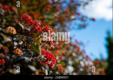 Un arbusto di corteccia orientale (Physocarpus opulifolius) completamente ricoperto di fiori cremisi e foglie verde scuro che si riproducono da vicino alla luce del sole Foto Stock