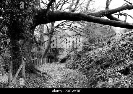 Sentiero di montagna per il Pan di zucchero, Mynydd Pen-y-fal, sul bordo meridionale delle Black Mountains a Bannau Brycheiniog, il Parco Nazionale dei Brecon Beacons Foto Stock