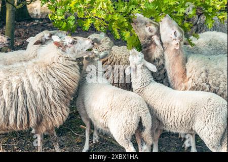 Pecore e agnelli che mangiano foglie verdi dall'albero. Foto Stock