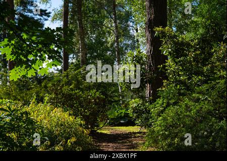 Misterioso sentiero pieno di radici in mezzo alla conifere forrest in legno, circondato da cespugli e foglie verdi Foto Stock