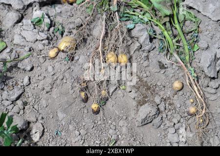 La piaga della patata o la piaga tardiva è una grave malattia della patata e del pomodoro causata da un microrganismo simile al fungo Phytophthora infestans. Foto Stock