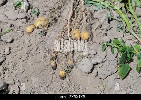 La piaga della patata o la piaga tardiva è una grave malattia della patata e del pomodoro causata da un microrganismo simile al fungo Phytophthora infestans. Foto Stock