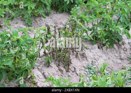 La piaga della patata o la piaga tardiva è una grave malattia della patata e del pomodoro causata da un microrganismo simile al fungo Phytophthora infestans. Foto Stock