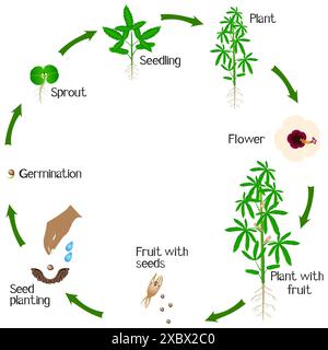 Un ciclo di crescita della pianta kenaf su sfondo bianco. Illustrazione Vettoriale