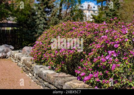 Bellissime azalee rosa in fiore - arbusti fioriti in rododendri Foto Stock