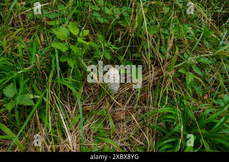 funghi, foreste, suolo, velenosi, commestibili, piacevole, natura, erba, solitaria, identificazione funghi, funghi, mangiare funghi, raccogliere Foto Stock