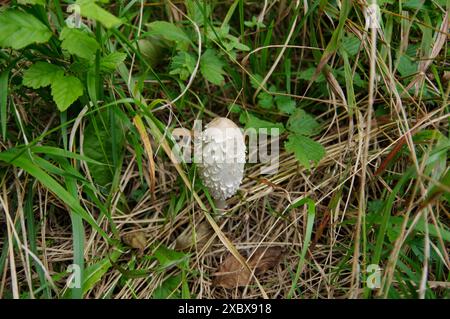 funghi, foreste, suolo, velenosi, commestibili, piacevole, natura, erba, solitaria, identificazione funghi, funghi, mangiare funghi, raccogliere Foto Stock