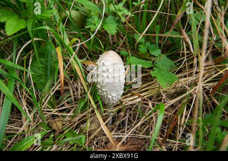 funghi, foreste, suolo, velenosi, commestibili, piacevole, natura, erba, solitaria, identificazione funghi, funghi, mangiare funghi, raccogliere Foto Stock